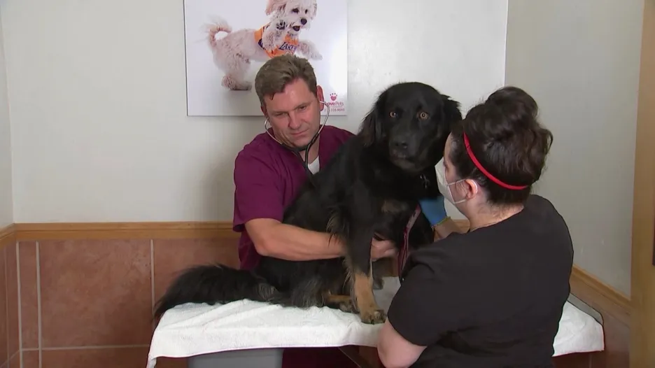 Pes u veterináře v USA