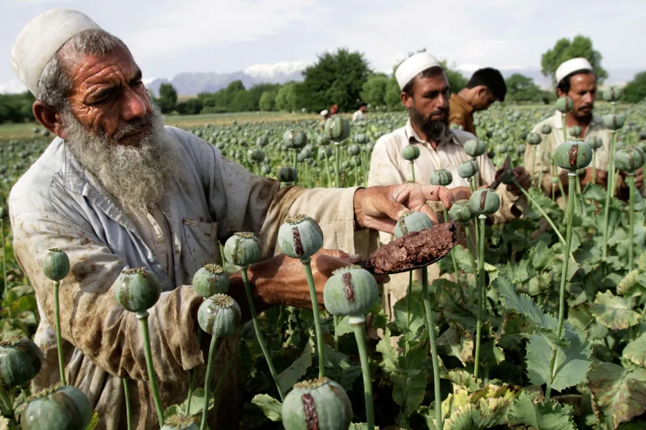 Sklizeň opia v Afghánistánu