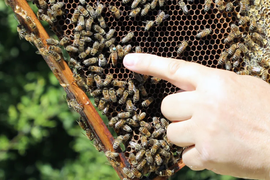 Včelař ukazuje včely