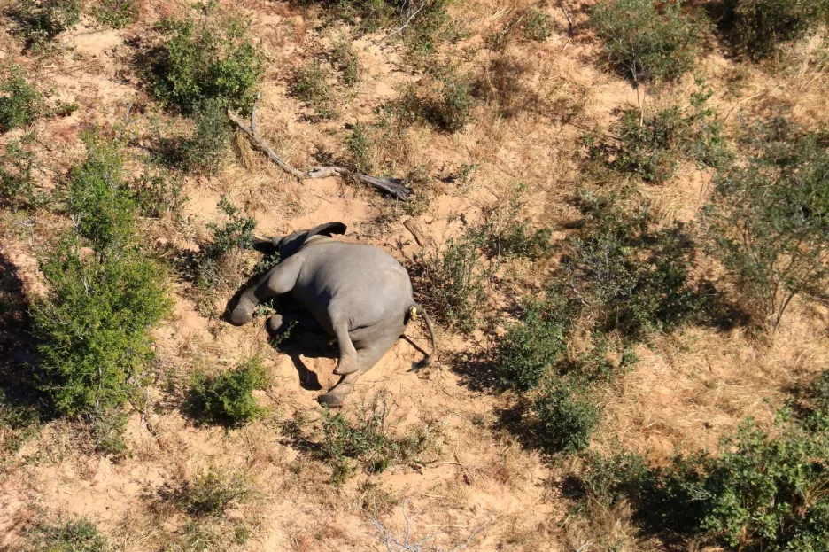 Uhynulý slon v Botswaně