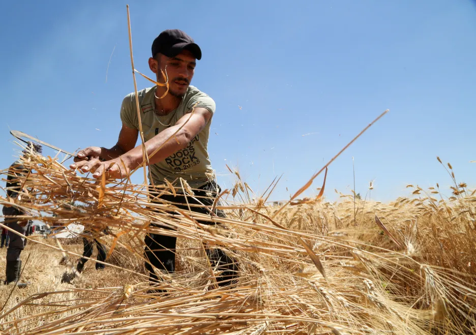 Syrský farmář sklízí úrodu
