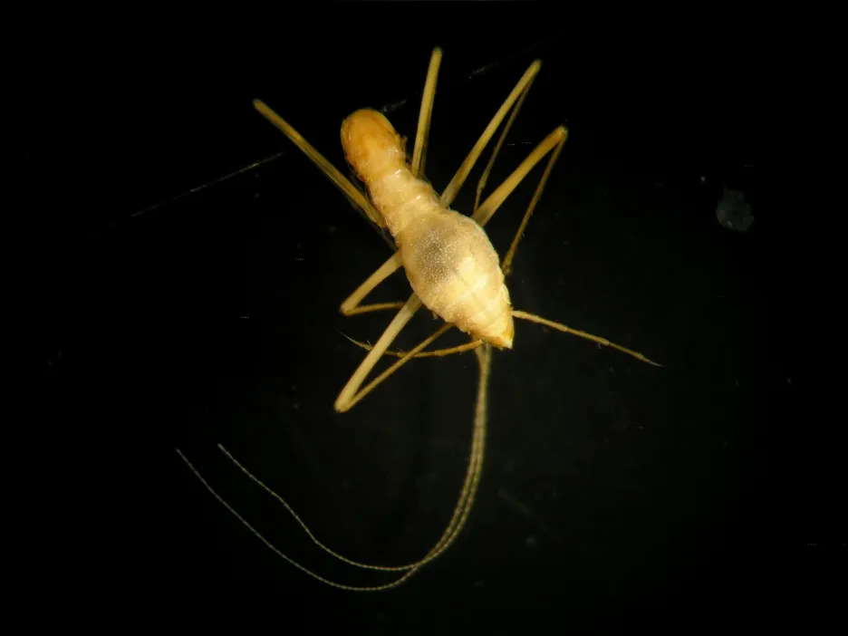 Vědci z ČZÚ pojmenovali nově objevený druh švába