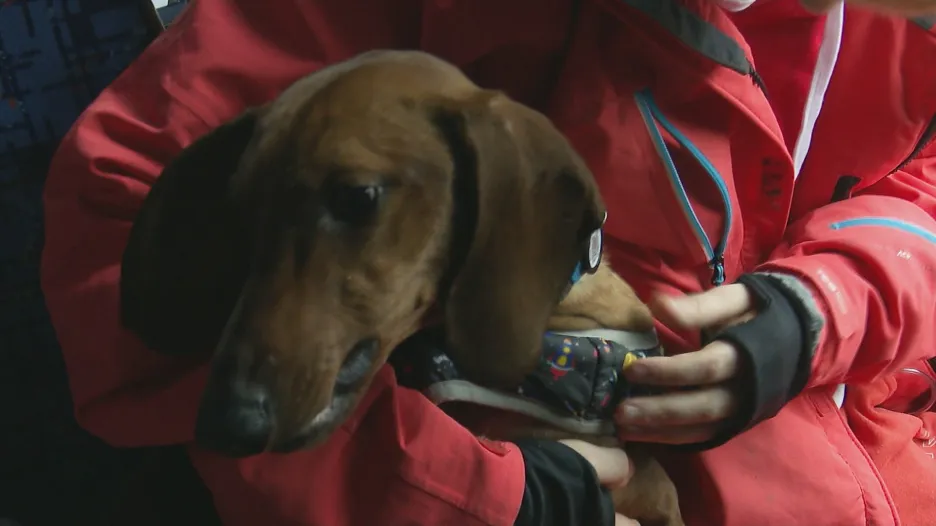 Zraněný pes se shledal s majiteli v Kyjevě
