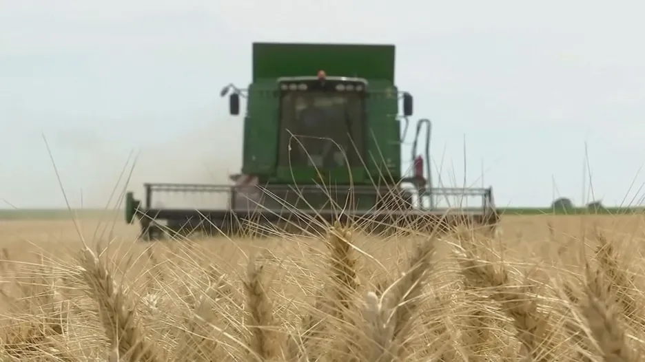 Sklizeň pšenice