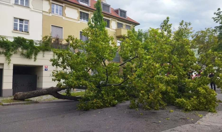 Spadlý strom v Praze