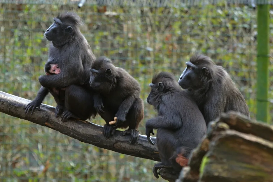 Skupina makaků v ZOO Děčín (2022)
