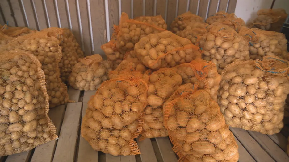 Události: Pěstitele brambor trápí sucho