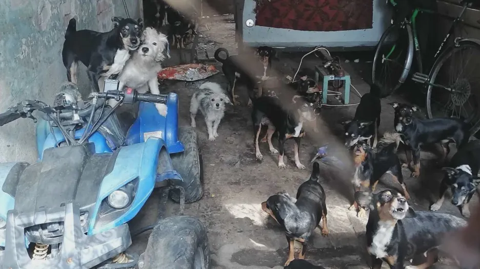 Majitelé se vzdali desítek zanedbaných psů