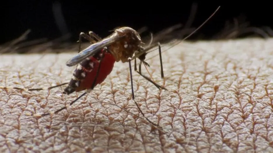 Malárii přenáší komáří samička rodu Anopheles