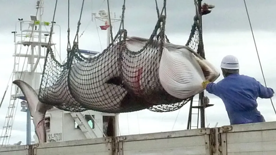 Lov velryb u Japonska