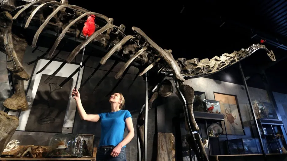 Dražba dinosauří kostry
