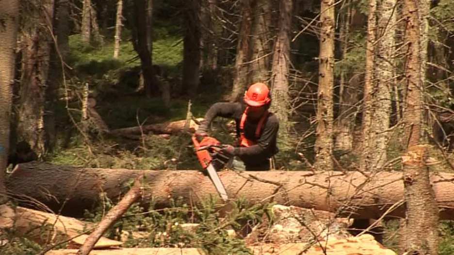 Dřevorubec očišťuje strom