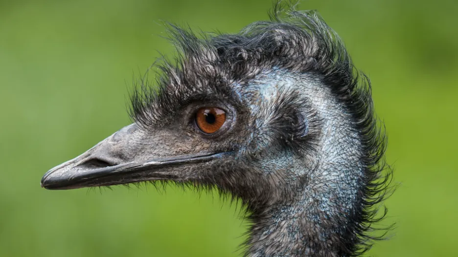 Pštros emu