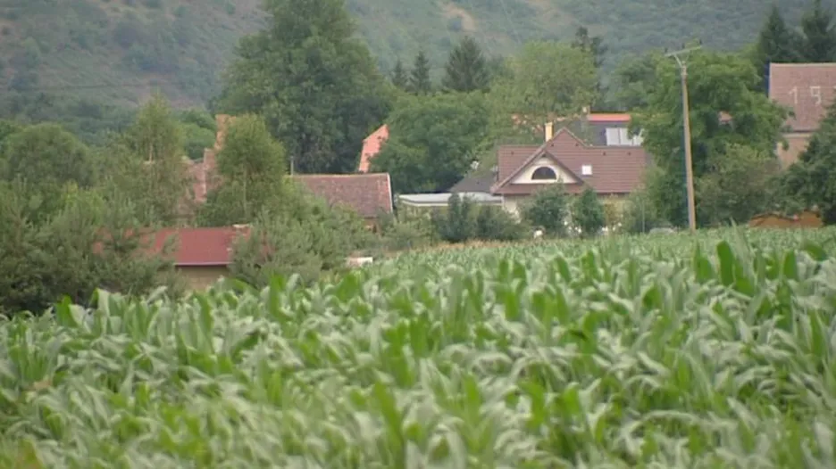Kukuřičné pole v Němčovicích
