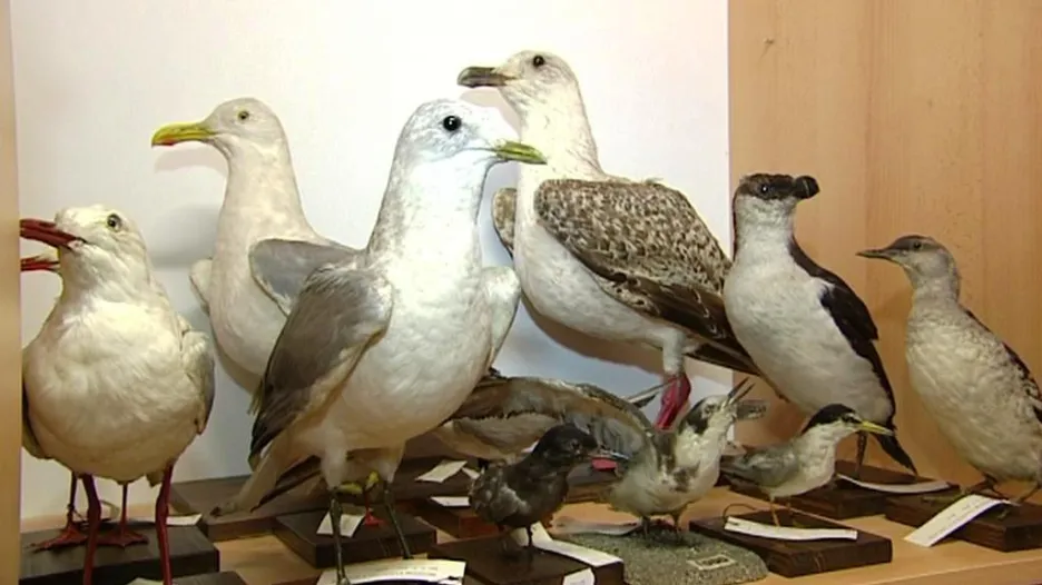 Ornitologická sbírka Muzea Vysočiny