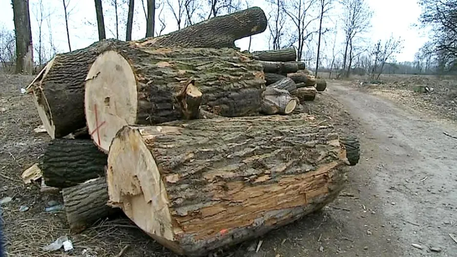 Vytěžené dřevo