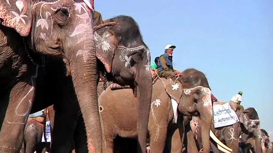 Start sloních dostihů