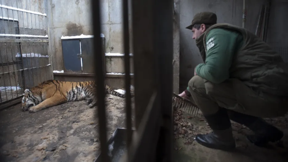 Tygr ussurijský ve zlínské zoo