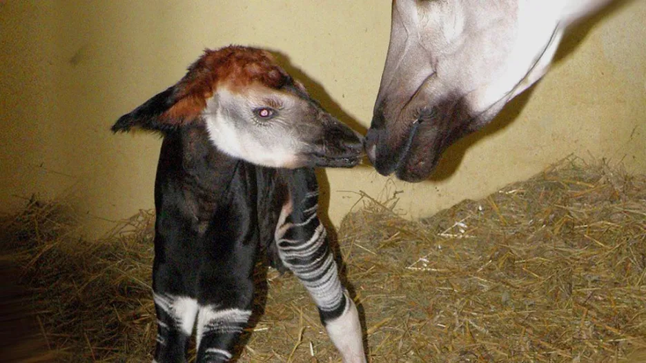 Čerstvě narozené mládě Okapi