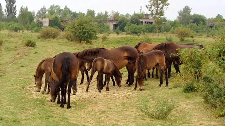 Divocí koně v Milovicích 