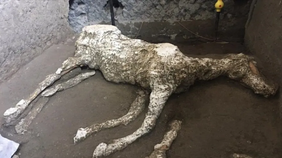 Mrtvý kůň nalezený v Pompejích