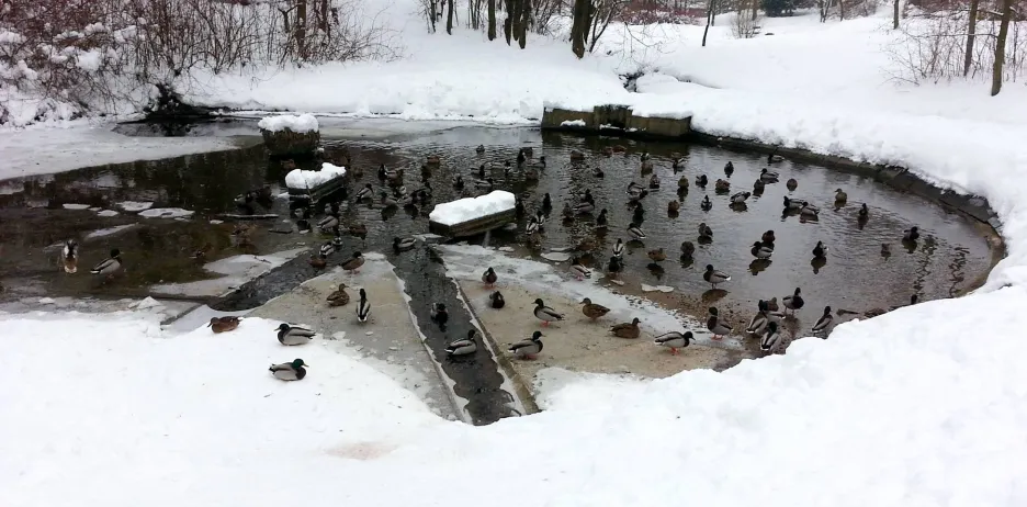 Divoké kachny na rybníku 