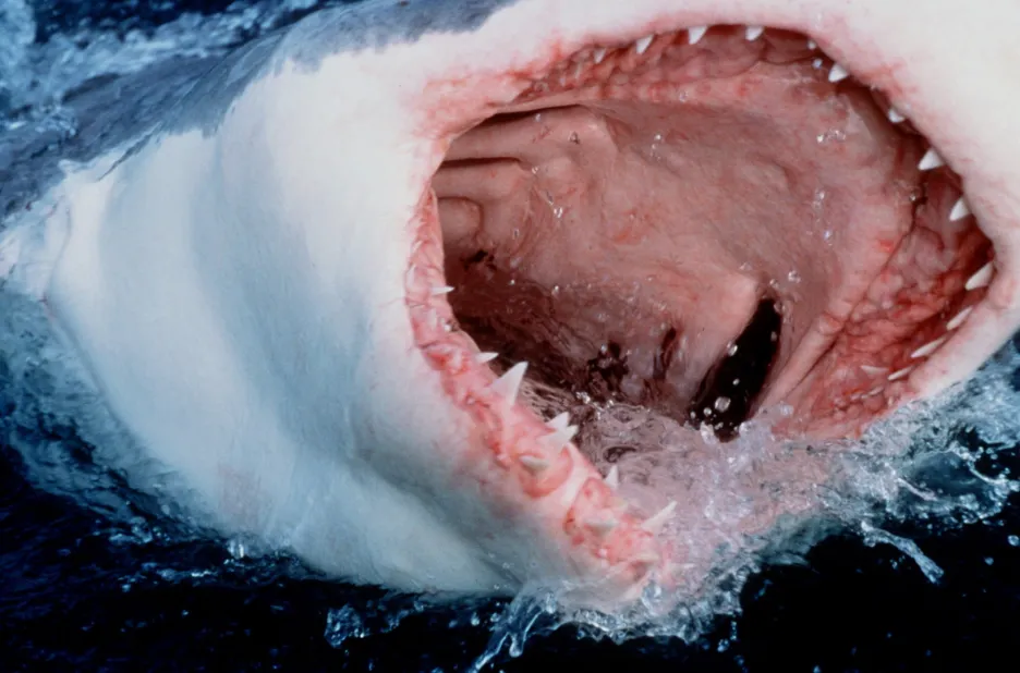 Velký bílý žralok