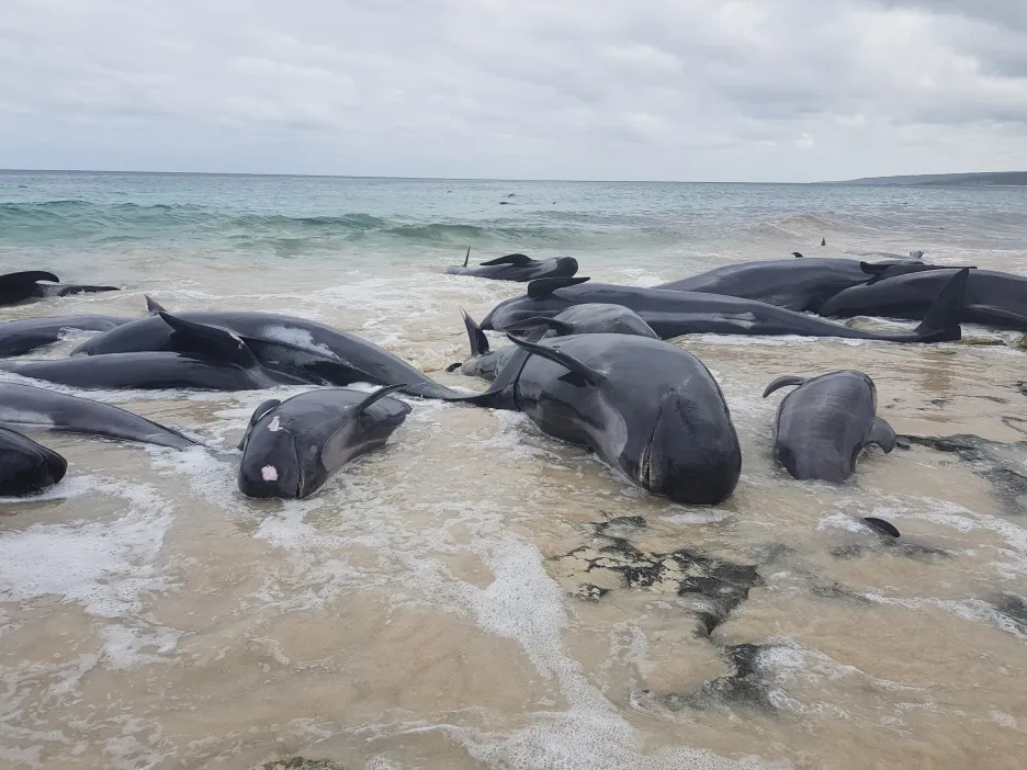 Velryby uvízlé na australské pláži