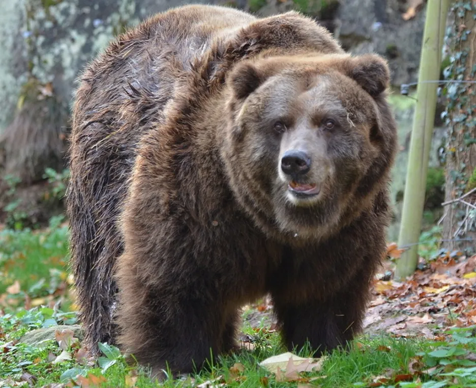 Samice medvěda hnědého grizzly Helga