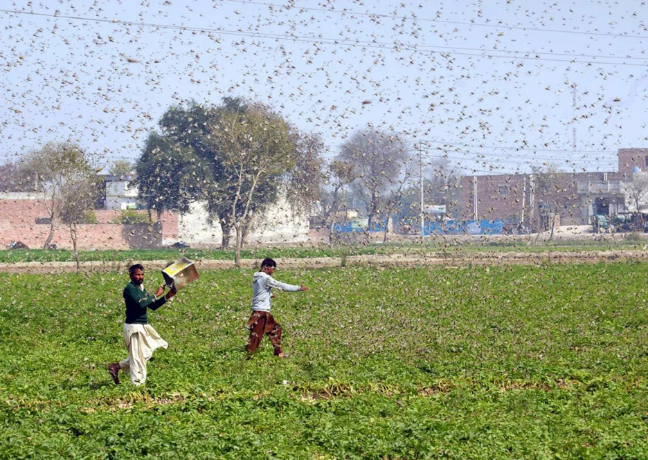 Pákistánští farmáři v záplavě kobylek 