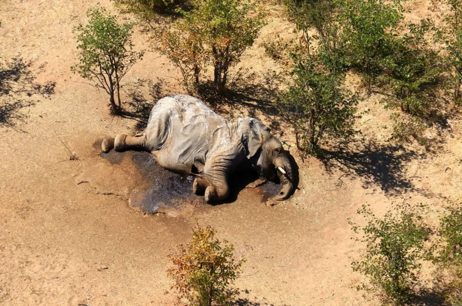 Mrtví slon v Botswaně