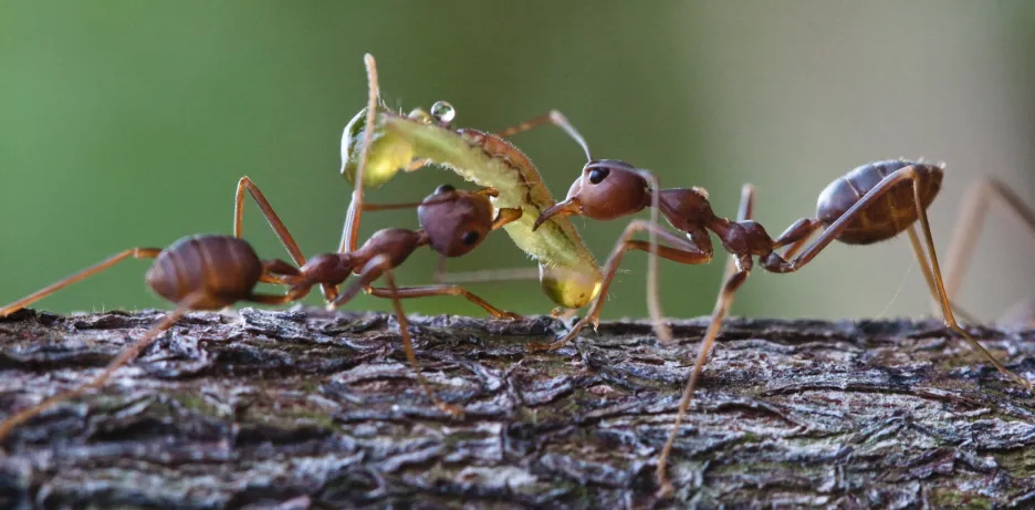 Mravenci krejčíci
