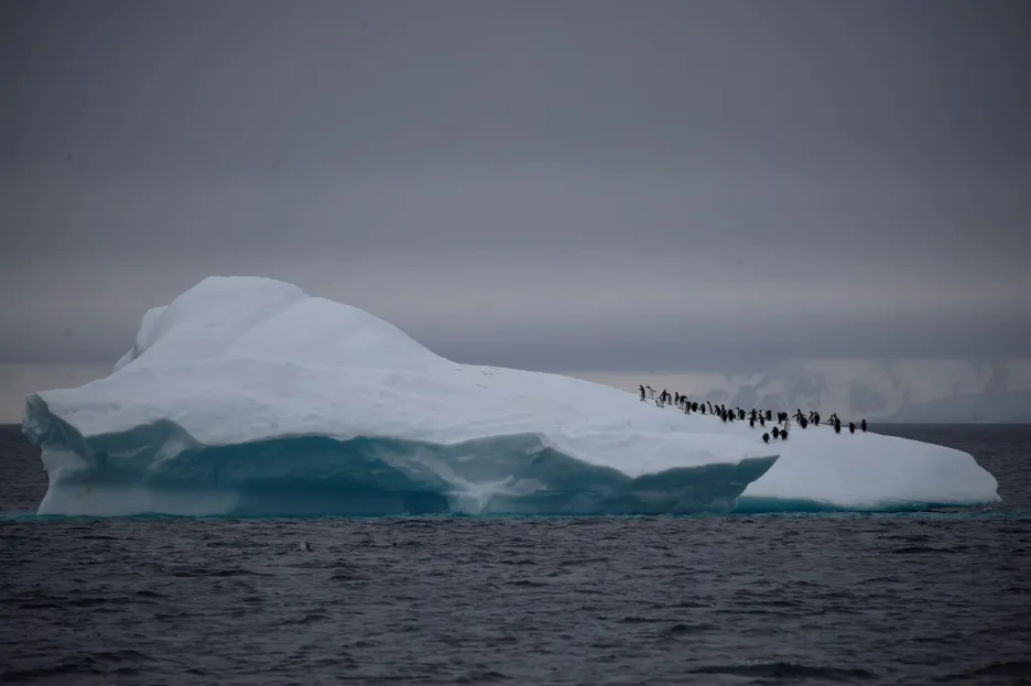 Kolonie tučňáků
