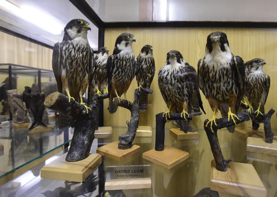 Stávající sbírka ornitologického muzea ORNIS
