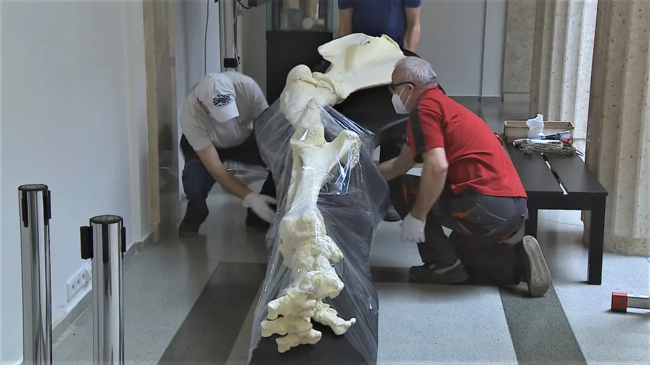 Muzejníci odvážejí kostru sloní nohy