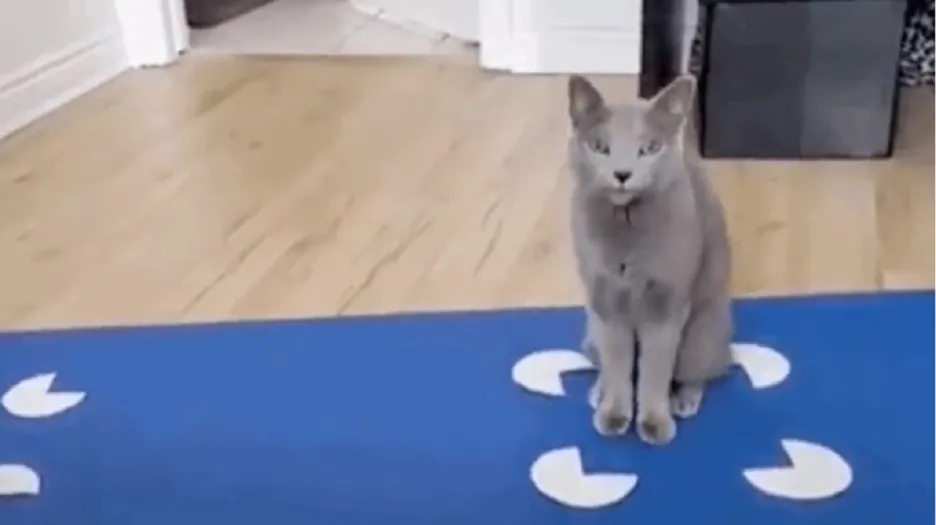 Kočka sedící v iluzi čtverce