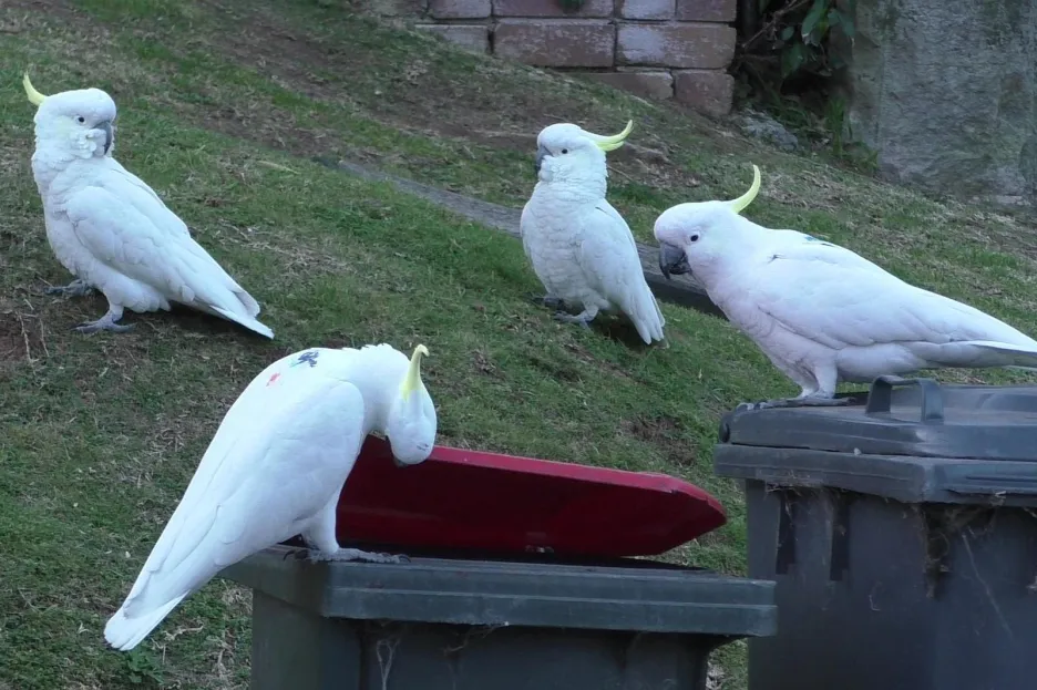 Skupina papoušků kakadu u popelnice