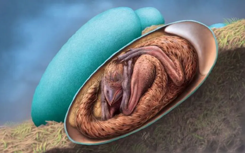 Dinosauří embryo ve vejci 