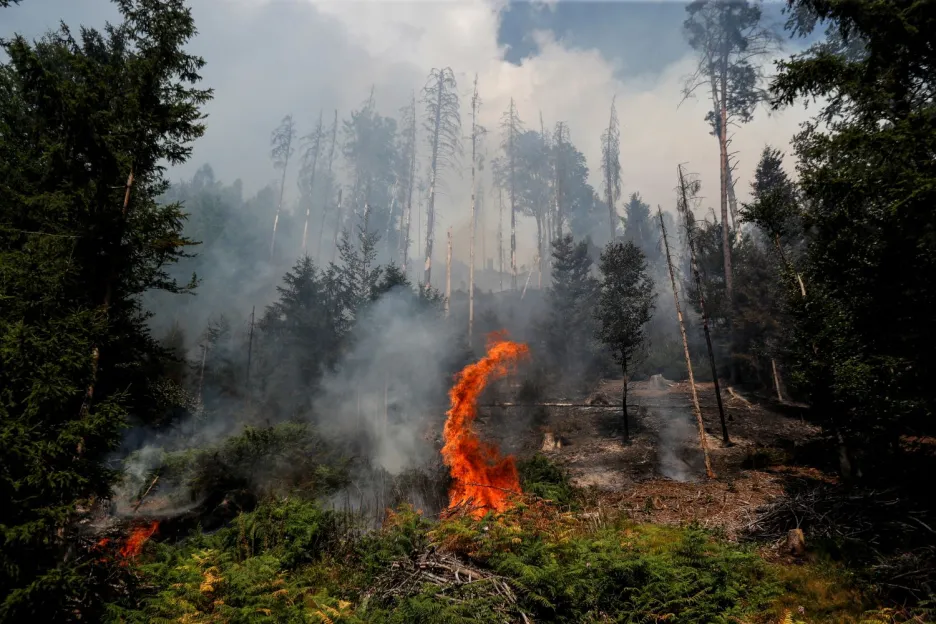 Požár lesa na Hřensku