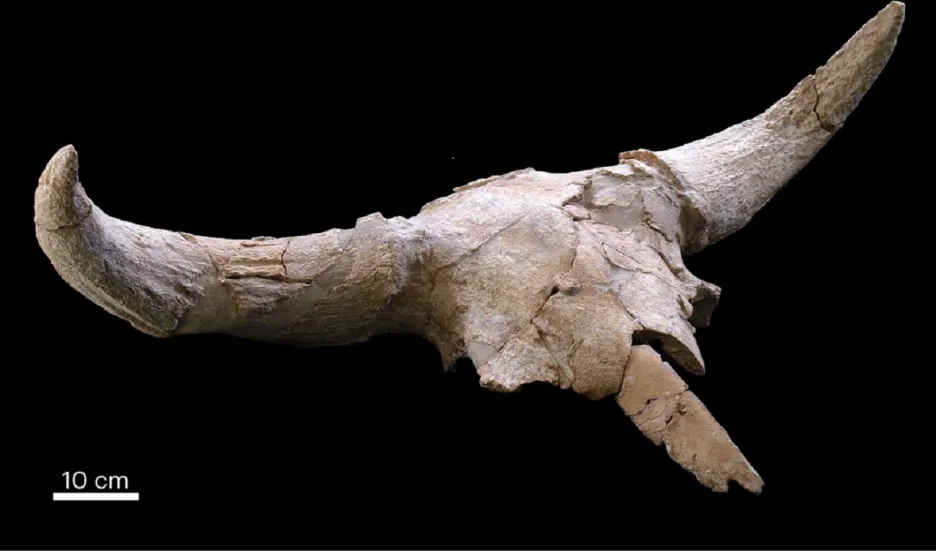 Lebka tura nalezená v jeskyni jeskyně Des-Cubierta 