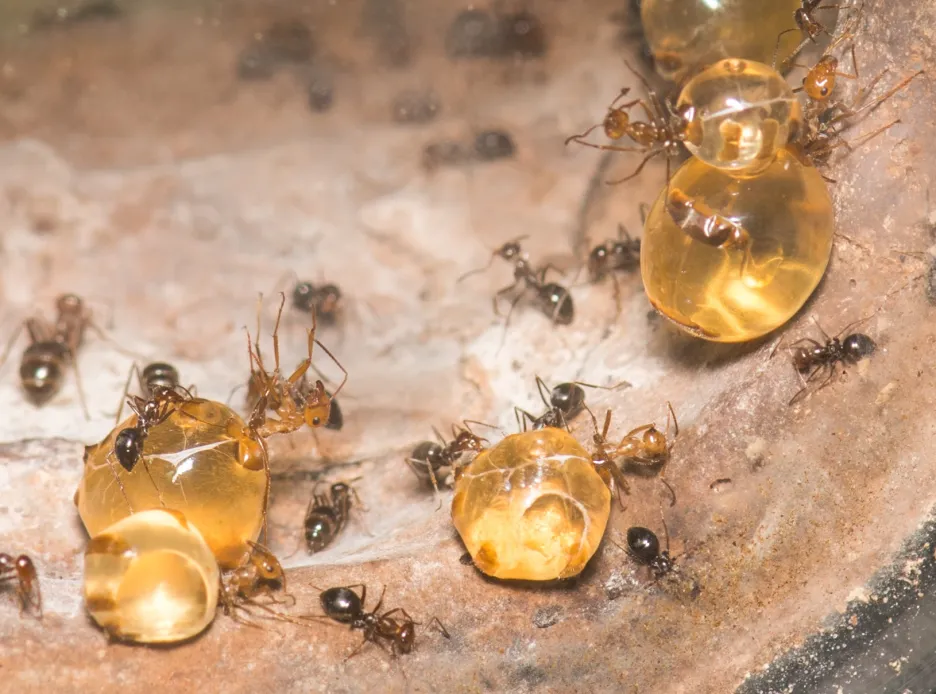 Dělnice Camponotus inflatus s těly nafouknutými medem