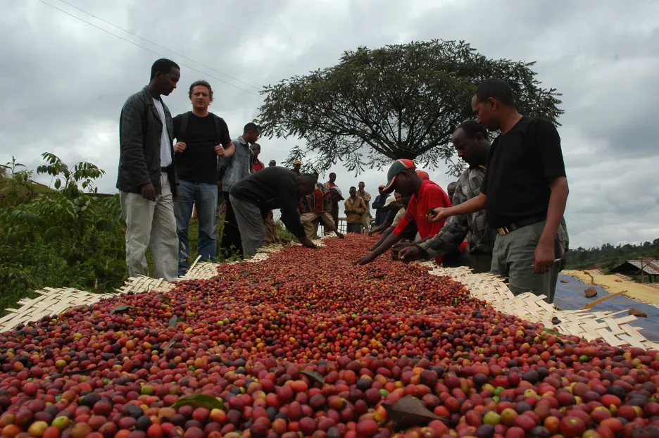 Sběr kávových bobů v Etiopii