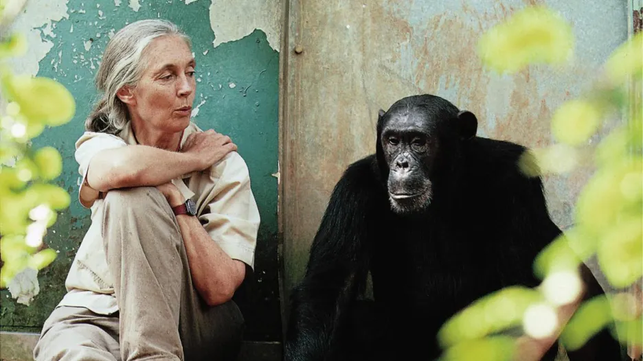 Jane Goodallová a šimpanz Freud