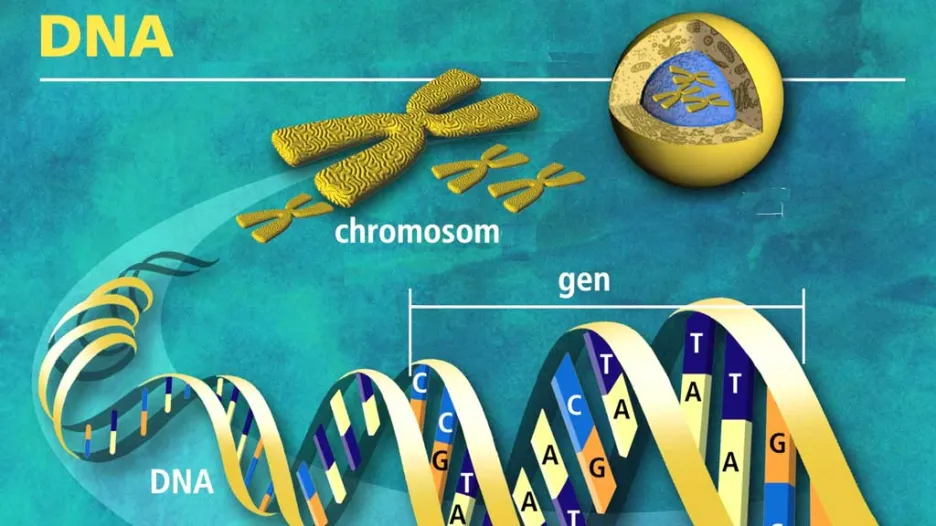 DNA dvojšroubovice