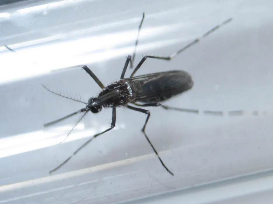 Komár přenášející virus zika
