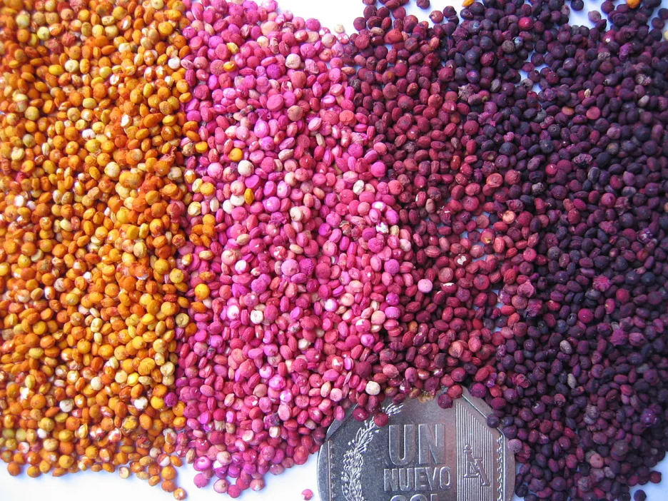 Kvinoa, různobarevná