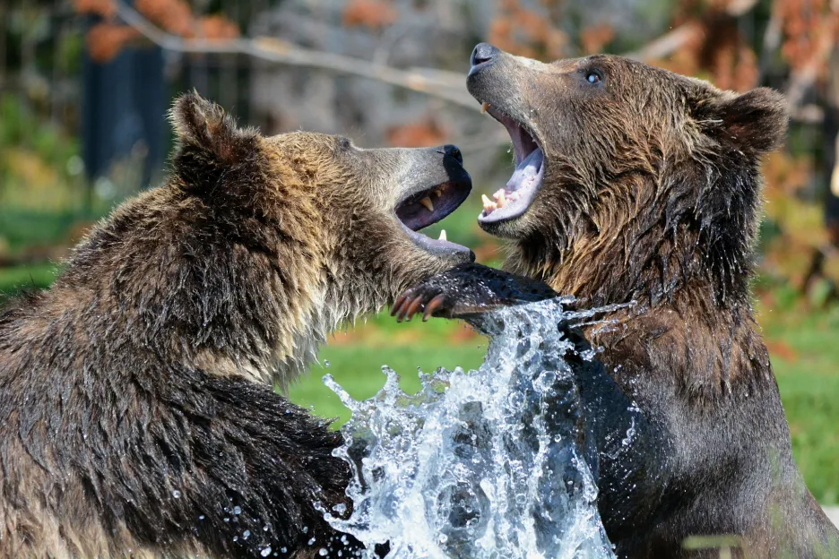 Hnědí medvědi
