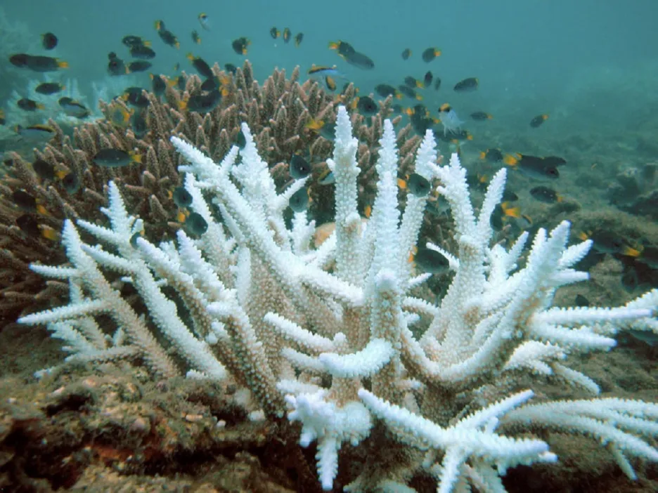 Vybělený korál umírá