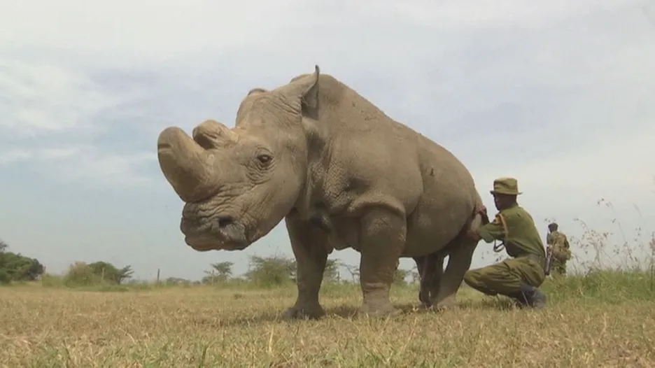 Poslední svého druhu - nosorožec Súdán v Keni