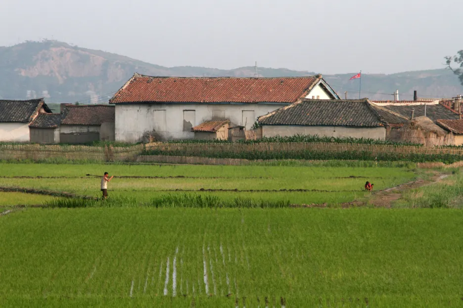 Severokorejský zemědělec na rýžovém poli